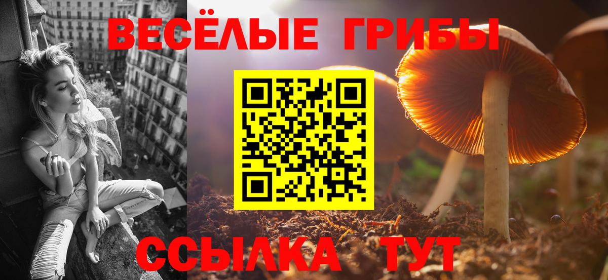 Галлюциногенные грибы Psilocybe Курчатов